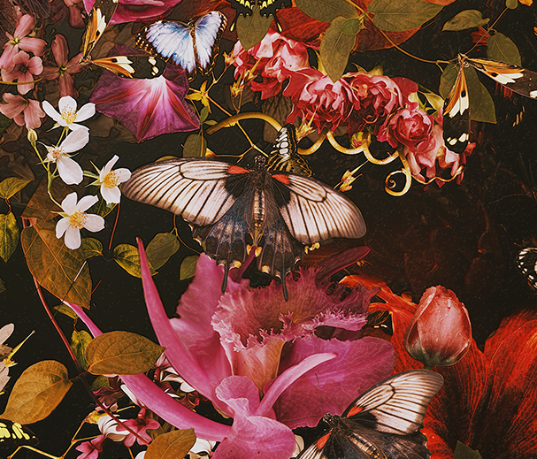 Love of Flowers